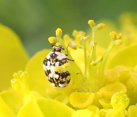 Genus Anthrenus (Carpet Beetles)