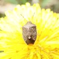 Holcostethus limbolarius
