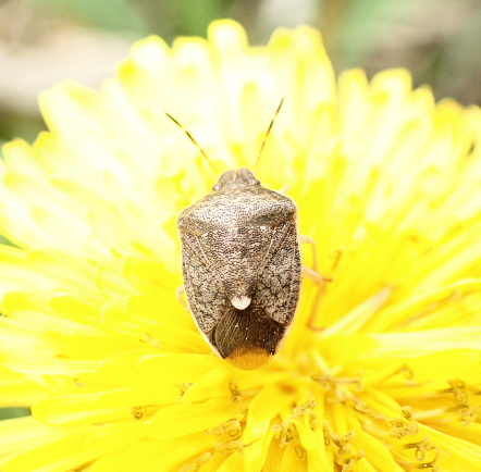 Holcostethus limbolarius (Pale-edged Pentatomid)