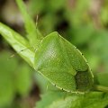 Chinavia hilaris