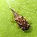 Sumitrosis inaequalis