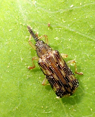 Sumitrosis inaequalis