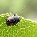 Pachybrachis