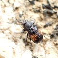 Pachybrachis