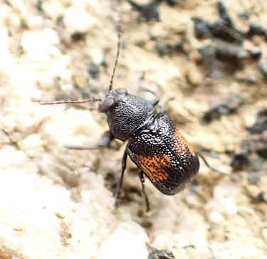 Genus Pachybrachis (Scriptured Leaf Beetles)