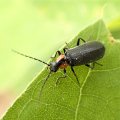 Cantharidae