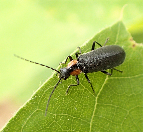 Family Cantharidae (Soldier Beetles)