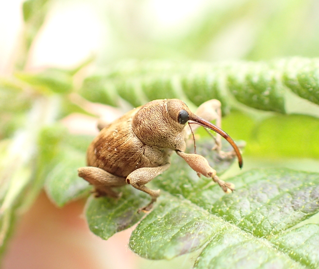 Genus Curculio (Nut and Acorn Weevils)