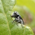 Coleothorpa dominicana