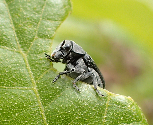 Coleothorpa dominicana (Lord Leaf Beetle)