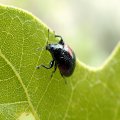 Synolabus bipustulatus