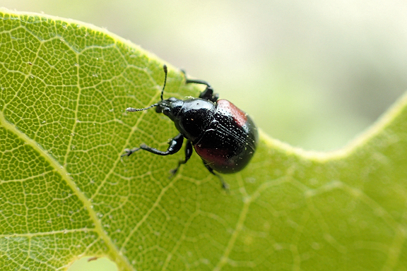 Synolabus bipustulatus (Red-shouldered Leaf Rolling Weevil)