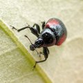 Synolabus bipustulatus
