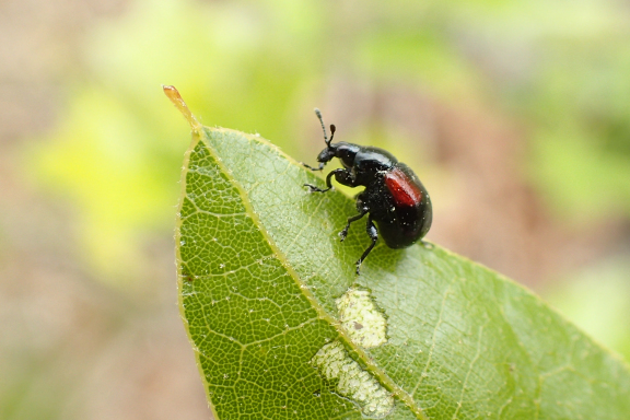 Synolabus bipustulatus (Red-shouldered Leaf Rolling Weevil)