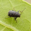 Pachybrachis