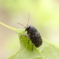 Pachybrachis