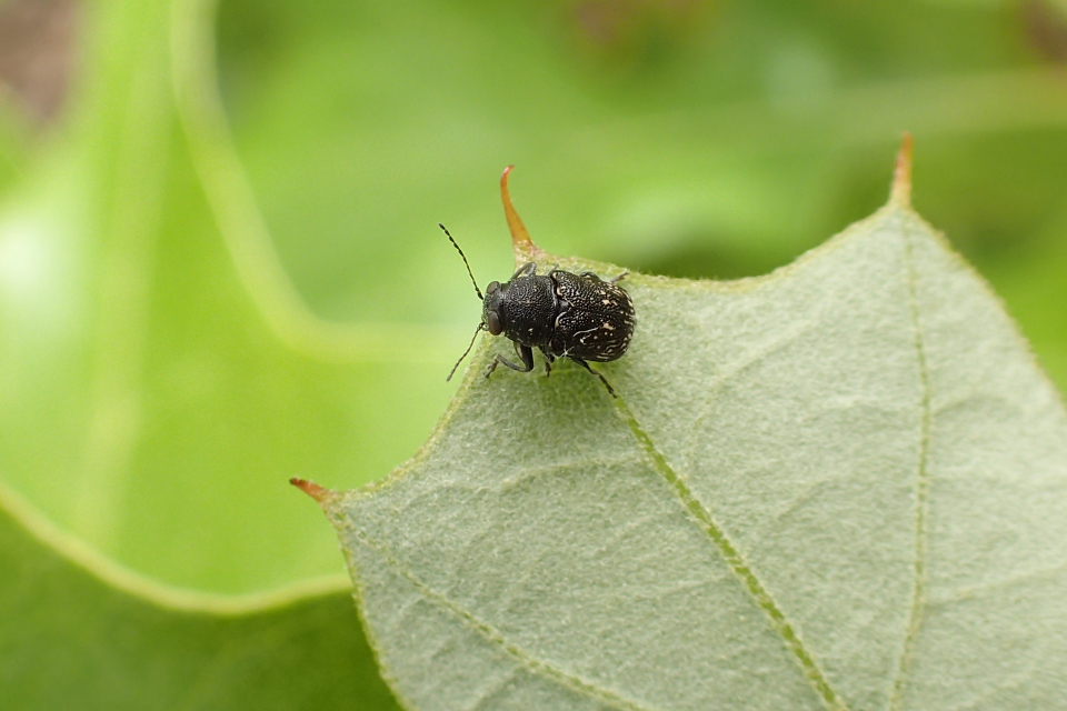 Genus Pachybrachis (Scriptured Leaf Beetles)
