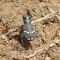 Cicindela limbalis