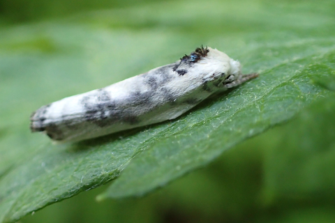 Genus Antaeotricha