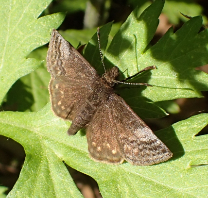 Erynnis icelus (Dreamy Duskywing)