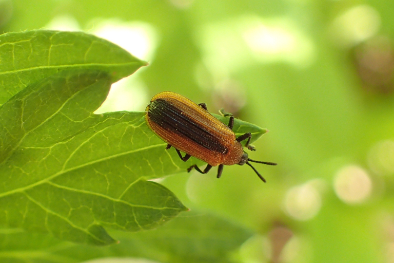 Odontota dorsalis (Locust Leaf-miner Beetle)