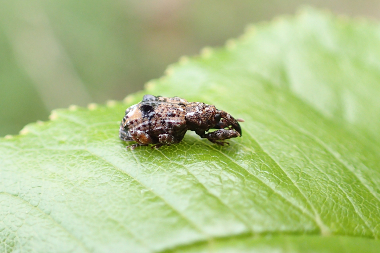 Genus Conotrachelus