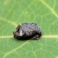 Penthimia