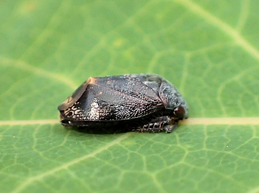 Genus Penthimia
