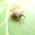 Curculionoidea