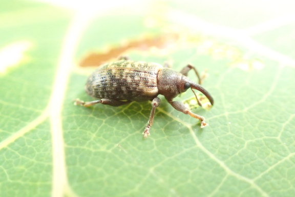 Superfamily Curculionoidea (Snout and Bark Beetles)
