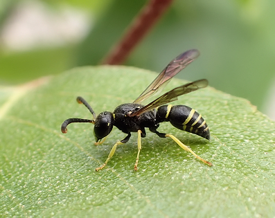 Genus Ancistrocerus