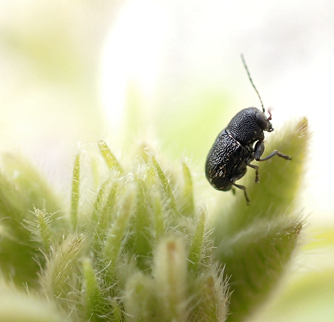 Genus Pachybrachis (Scriptured Leaf Beetles)