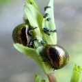 Chrysomelidae