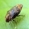 Brachys aerosus