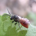 Sphecodes