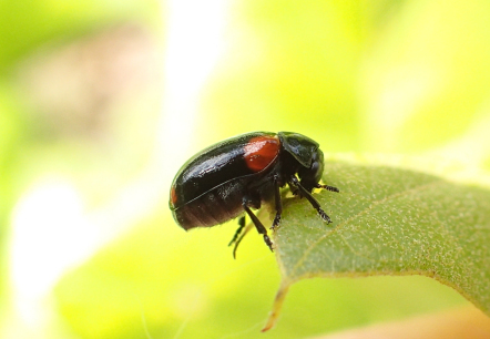 Babia quadriguttata (Eastern Babia)
