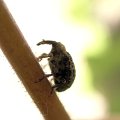 Curculionoidea