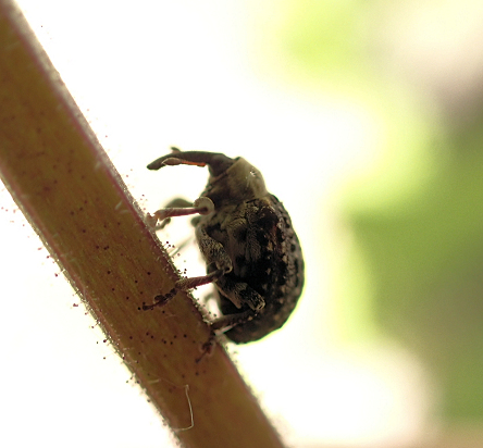 Superfamily Curculionoidea (Snout and Bark Beetles)