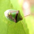 Banasa dimidiata