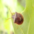 Dendrocoris humeralis