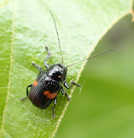 Bassareus mammifer (Red-Banded Bassar)