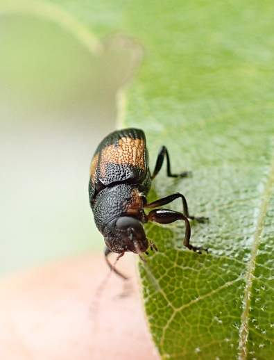 Genus Pachybrachis (Scriptured Leaf Beetles)