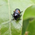 Bassareus mammifer