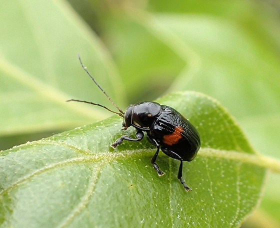 Bassareus mammifer (Red-Banded Bassar)