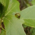 Membracidae