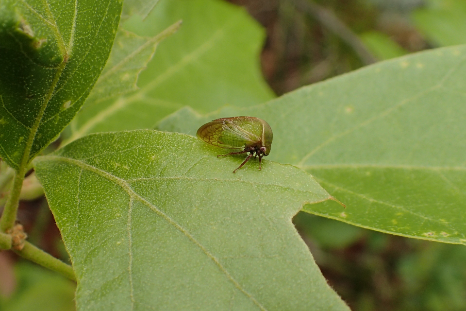 Family Membracidae (Typical Treehoppers)