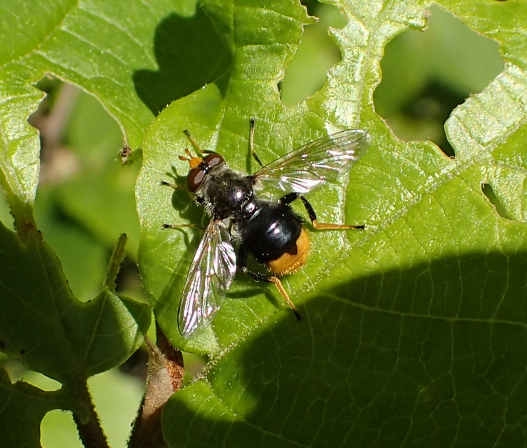 Blera analis (Orange-tailed Wood Fly)