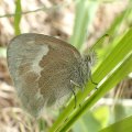 Coenonympha tullia