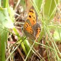 Lycaena phlaeas