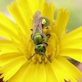 Halictidae